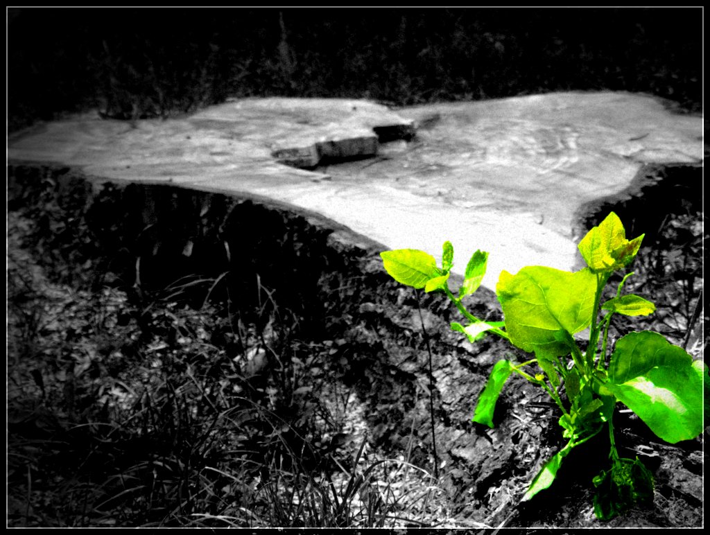 Poetry, Poem, Short
